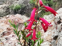 Penstemon coriaceus