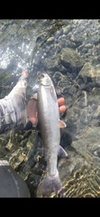Salvelinus malma