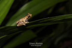 Dendropsophus bogerti