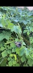 Bombus impatiens image