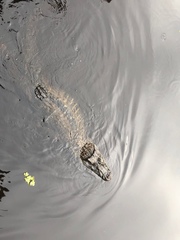 Melanosuchus niger