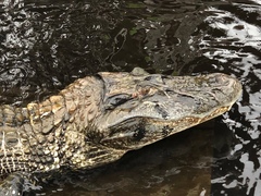 Melanosuchus niger