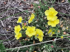 Crocanthemum glomeratum