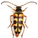 Notched-tipped Flower Longhorn Beetle - Photo (c) Mike Quinn, Austin, TX, some rights reserved (CC BY-NC), uploaded by Mike Quinn, Austin, TX