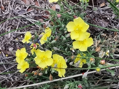 Crocanthemum glomeratum
