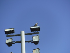 Streptopelia decaocto