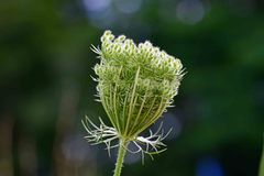 Daucus carota
