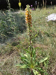 Digitalis ferruginea