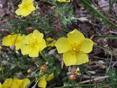 Crocanthemum glomeratum