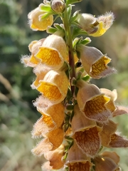 Digitalis ferruginea