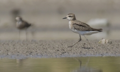 Charadrius asiaticus