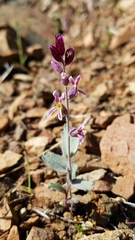 Streptanthus hispidus