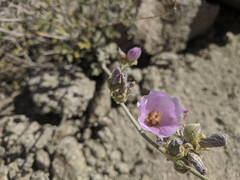 Sphaeralcea ambigua rosacea