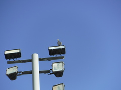 Streptopelia decaocto