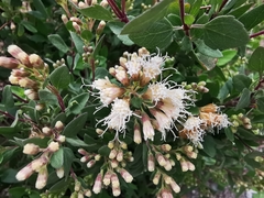 Ageratina calaminthifolia