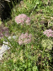 Mutellina purpurea