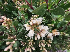 Ageratina calaminthifolia