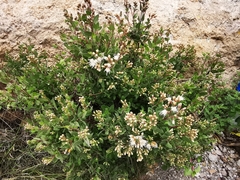 Ageratina calaminthifolia
