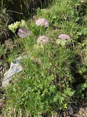 Mutellina purpurea