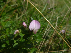 Ononis spinosa spinosa