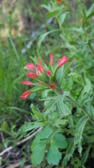 Castilleja applegatei