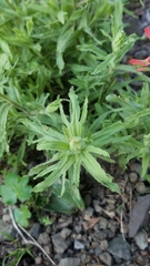 Castilleja applegatei
