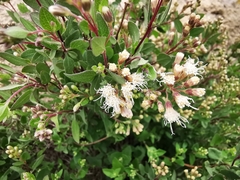 Ageratina calaminthifolia