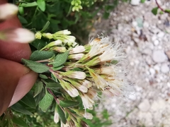 Ageratina calaminthifolia