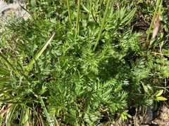 Mutellina purpurea