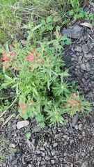 Castilleja applegatei