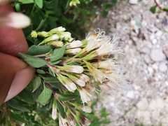 Ageratina calaminthifolia