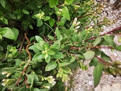 Ageratina calaminthifolia