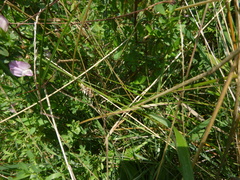 Ononis spinosa spinosa