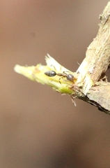 Technomyrmex antennus