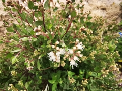 Ageratina calaminthifolia