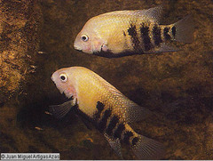 Tamasopo Cichlid photo 2