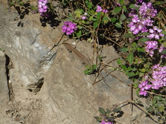Podarcis liolepis