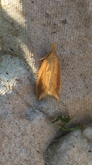 Donacaula forficella