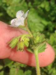 Phacelia viscida albiflora