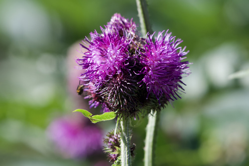 Carduus personata (Carduus personata)