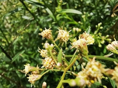 Baccharis thesioides