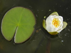Nymphaea candida