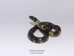 Erythrolamprus epinephalus