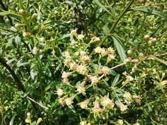 Baccharis thesioides