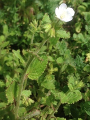 Phacelia viscida albiflora