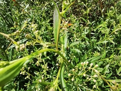 Baccharis thesioides