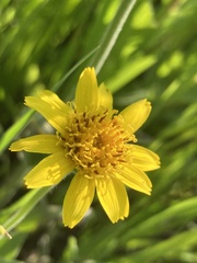 Arnica chamissonis