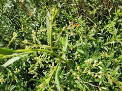 Baccharis thesioides