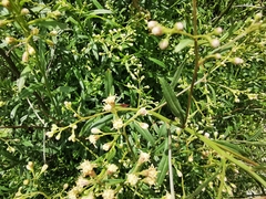 Baccharis thesioides