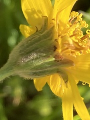 Arnica chamissonis
